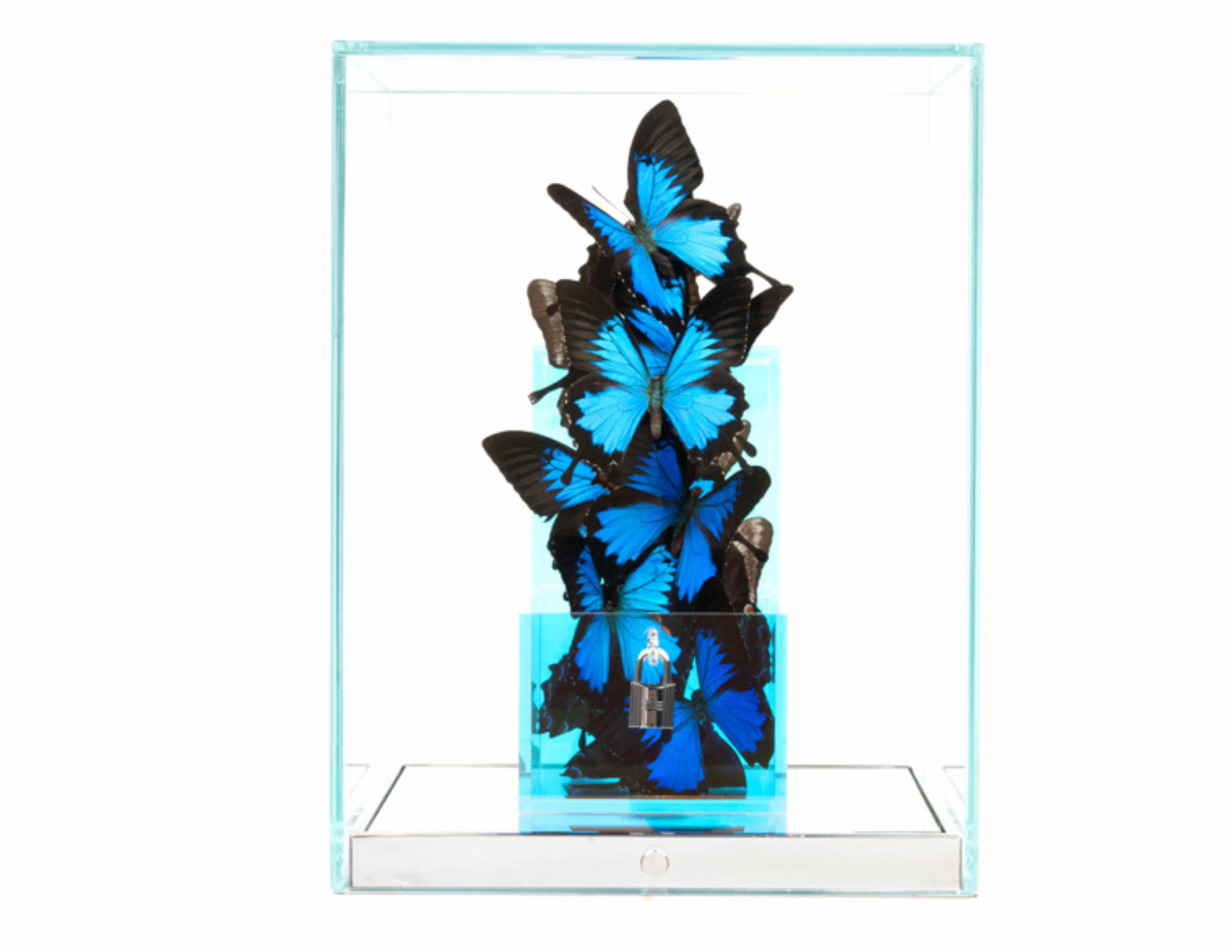 Roman Feral — sculpture de papillons naturels suspendus en vol, bronze et verre, galeries OA Fine Art Paris