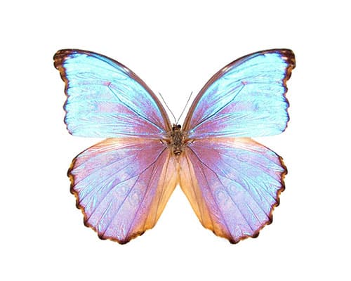 Morpho Godarti — papillon bleu tropical d'Amérique du Sud, présent dans les sculptures de Roman Feral