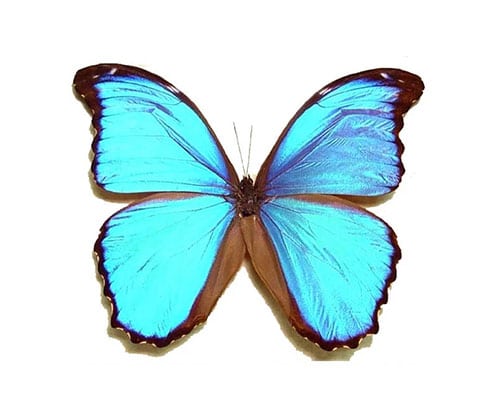 Morpho Menelaus — papillon bleu iridescent d'Amérique du Sud, présent dans les sculptures de Roman Feral