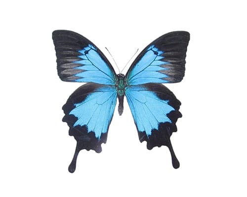 Papilio Ulysses — grand papillon bleu électrique d'Australie et Nouvelle-Guinée, présent dans les sculptures de Roman Feral